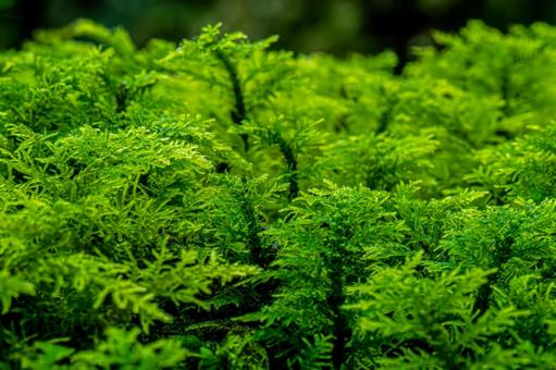 夏のシノブゴケ 夏のシノブゴケ シノブゴケ,忍蘚,苔の写真素材