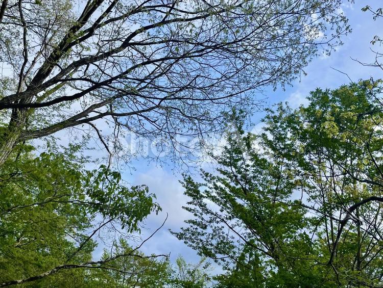 緑の木々と青い空 木,空,緑の写真素材