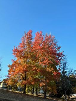 紅葉と秋の空 紅葉,秋の景色,自然の写真素材