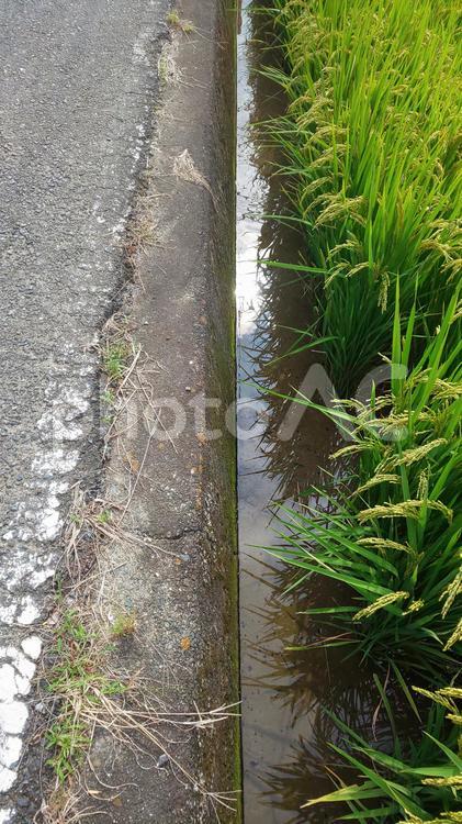 田んぼ-篠栗町 田んぼ,農地,水の写真素材