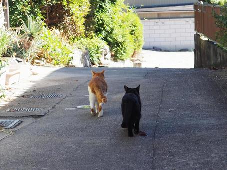 散歩する二匹の仲良し猫 ネコ,散歩,後ろ姿の写真素材