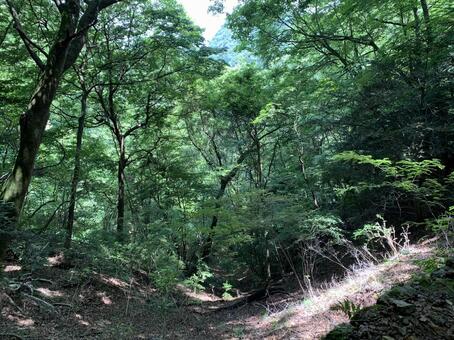 夏の山中を照らす木漏れ日の深い森 森林,山道,木漏れ日の写真素材