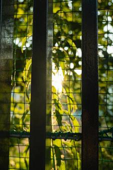 Photo, গ্রীষ্ম, দৃশ্য, ফুল, 