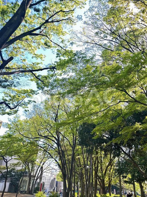 上野恩賜公園　台東区　公共施設 木,上野恩賜公園,上野公園の写真素材