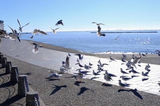 うみどり うみどり,蒲郡,竹島の写真素材