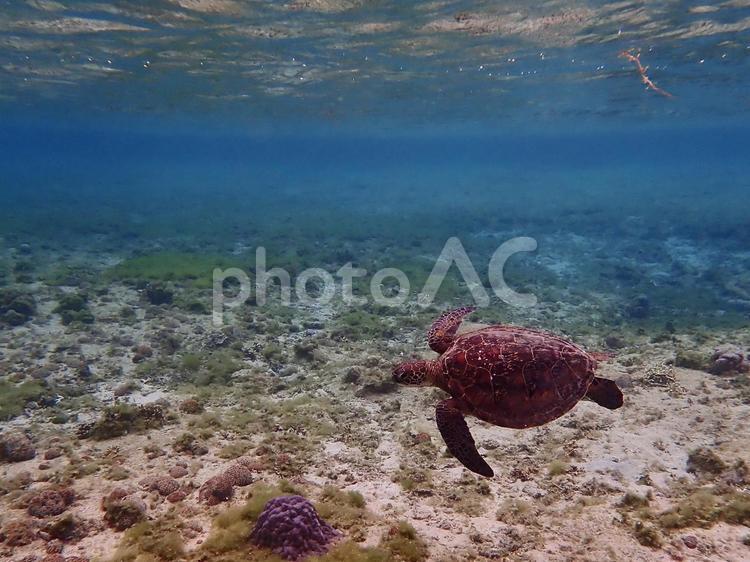 朝いところを泳ぐウミガメ ウミガメ,カメ,海の写真素材