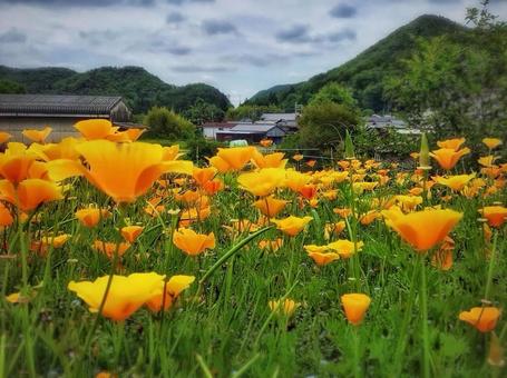 花と風景の写真