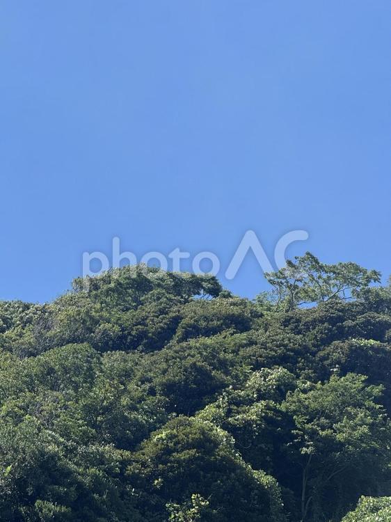 青空と樹木 青空,空,景色の写真素材