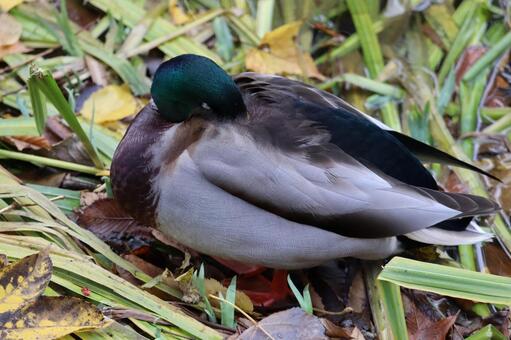 お昼寝をするマガモ 可愛い,寝る,昼寝の写真素材
