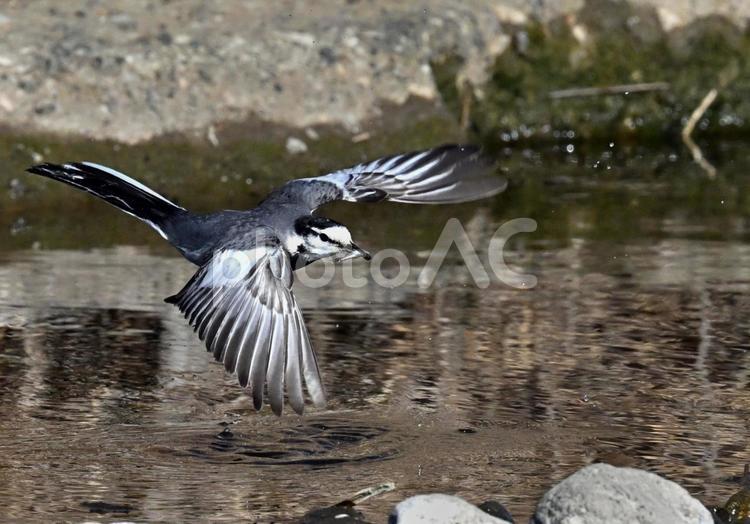 魚をくわえて飛ぶハクセキレイ1 ハクセキレイ,野鳥,飛び立つの写真素材