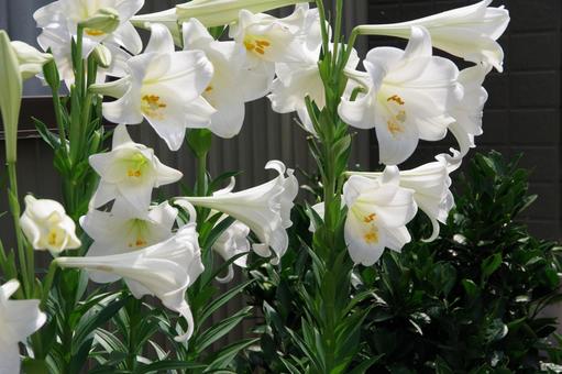 てっぽうユリ てっぽうユリ,花,白の写真素材