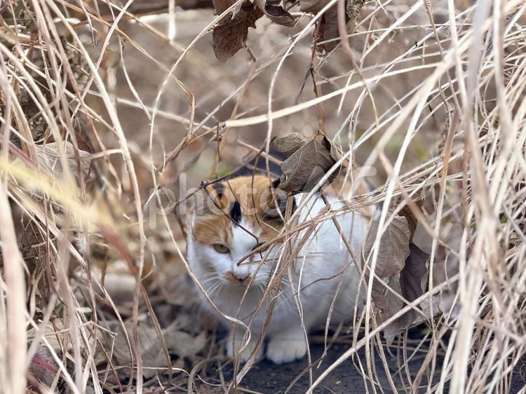 枯れ草の中の三毛猫 保護猫,ネコ,ニャンコの写真素材