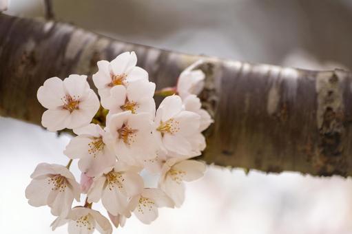 可憐にほころぶ桜 可憐にほころぶ桜 桜,花びら,クローズアップの写真素材