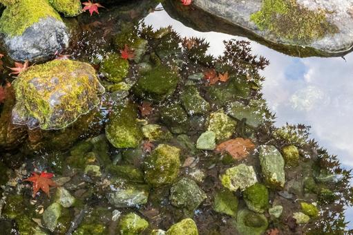 水に浮かぶ紅葉の写真
