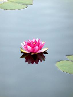 郊外の池に浮かぶ一輪のスイレン スイレン,花,植物の写真素材