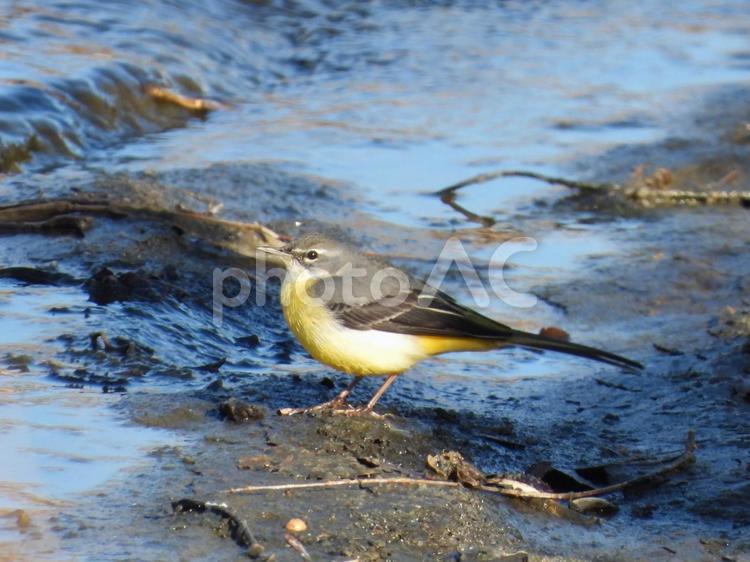 近所の小川で撮ったキセキレイ 野鳥,鳥,鳥類の写真素材