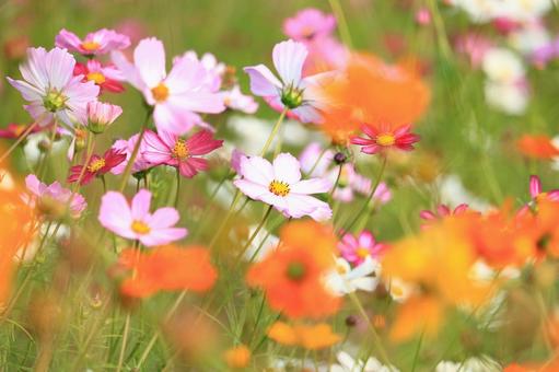 コスモス畑  2 コスモス畑  2の写真