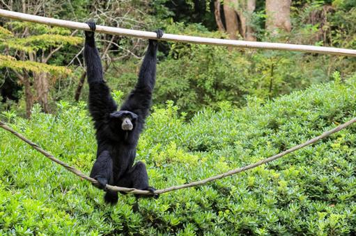 フクロテナガザルの写真