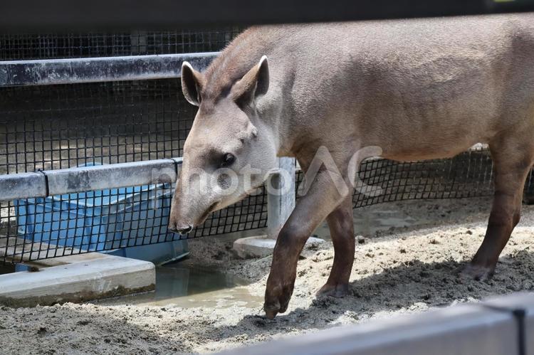 歩くアメリカバクのいる動物園 歩く,アメリカバク,動物園の写真素材