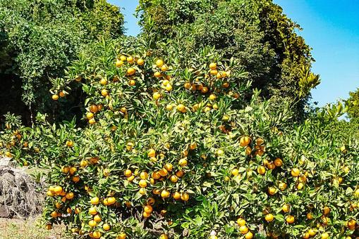 温州みかん ミカン,蜜柑,露地栽培の写真素材
