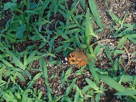 ヒメアカタテハ ヒメアカタテハ,チョウ,蝶の写真素材