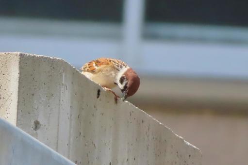Photo, sparrow, bird, birdie, 