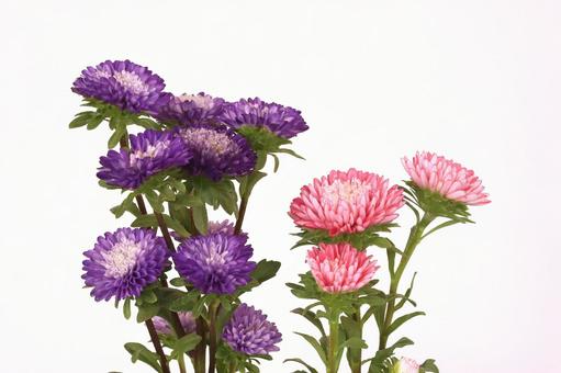 アスター菊 アスター菊の写真