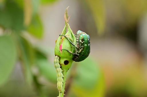 カナブン カナブンの写真