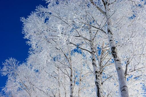 霧氷と青空 霧氷,大木,防風林の写真素材
