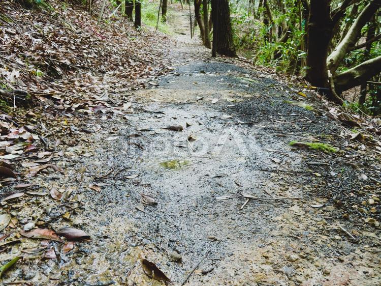 森の中のぬかるんだ小径 小径,こみち,狭い道の写真素材