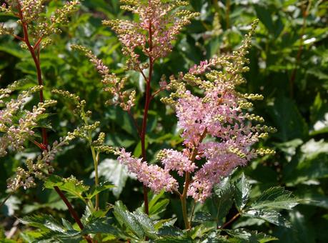 アスチルベ アスチルベ アスチルベ,アケボノショウマ,曙升麻の写真素材