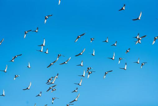 宙を舞うハトの群れ ハト,野鳥,鳥の写真素材