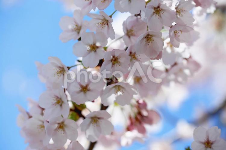 函館五稜郭公園の桜のクローズアップ さくら,春,ソメイヨシノの写真素材