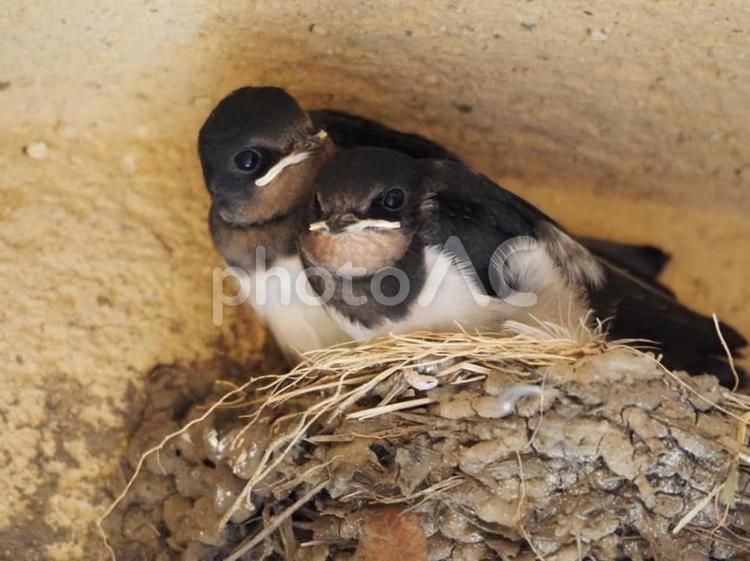 巣でエサを待つツバメ達 鳥,生物,野鳥の写真素材
