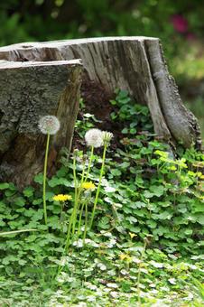 stump, JPG