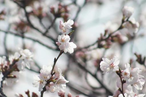 桜 桜の写真
