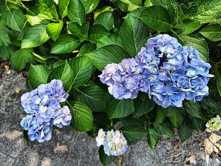 アジサイ アジサイの写真