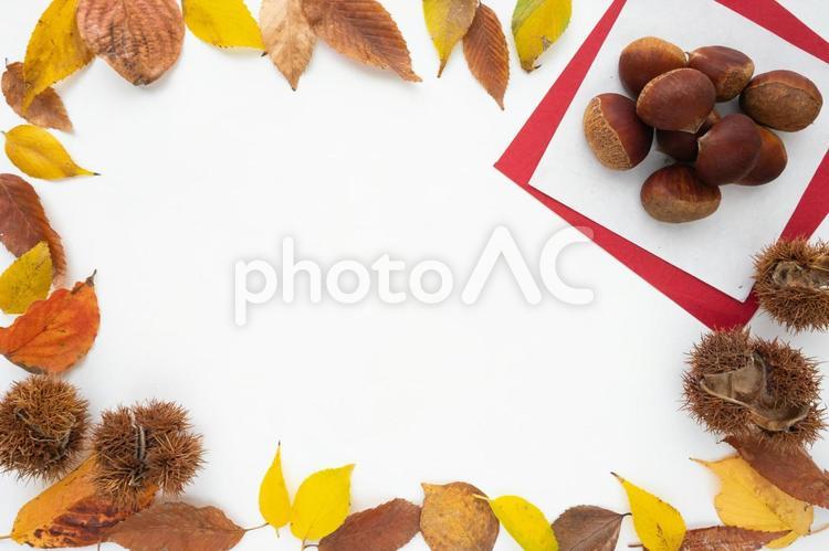 栗と落ち葉の和風デザインフレーム 秋の味覚,栗,いがぐりの写真素材