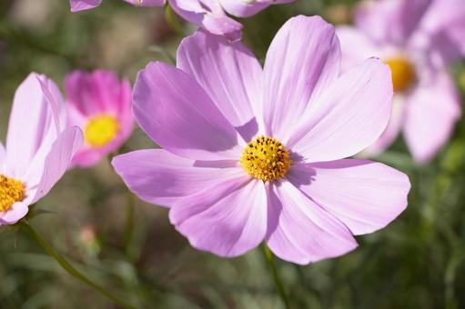 コスモス コスモス,ピンク,花の写真素材