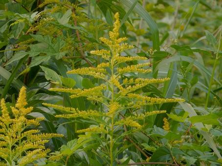 【花の写真】セイタカアワダチソウの写真