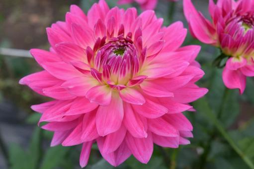 ダリアの花 ダリアの花,ダリア,ダリア園の写真素材