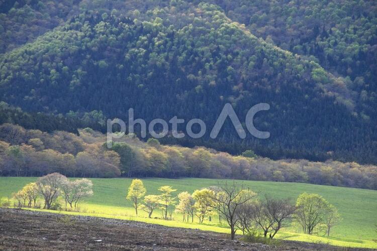 牧場を望む２ 牧場,林,斜陽の写真素材