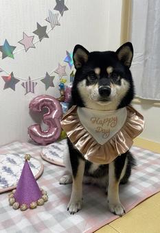 誕生日 誕生日 誕生日,犬,柴犬の写真素材
