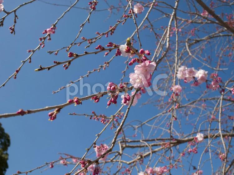 桜のある風景 枝,開花,かわいいの写真素材