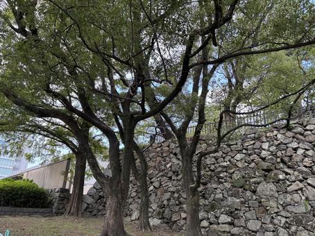 小倉城 城壁 小倉城 城壁 城,小倉城,城壁の写真素材