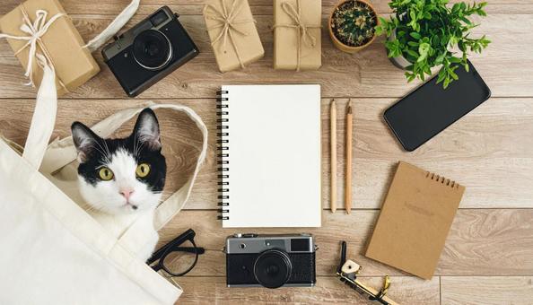 コットンの袋から顔を出す白黒の猫 コットンの袋から顔を出す白黒の猫の写真