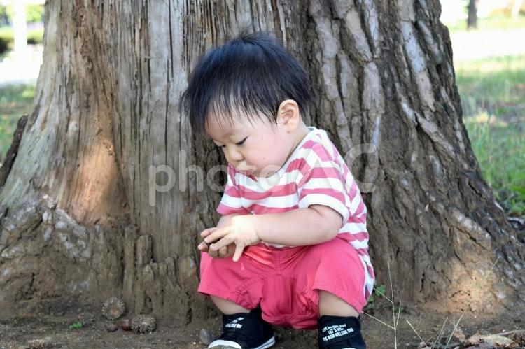 大木の根元で遊ぶ幼児(男児)　１歳５か月 幼児,子供,男児の写真素材