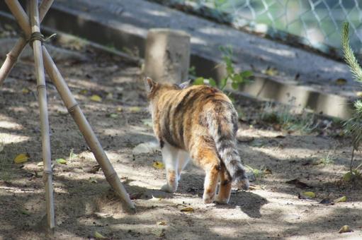 ねこ ねこ にゃんこ,可愛い,野良猫の写真素材