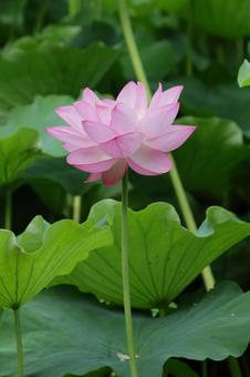 蓮 蓮 蓮,ハス,不忍池の写真素材