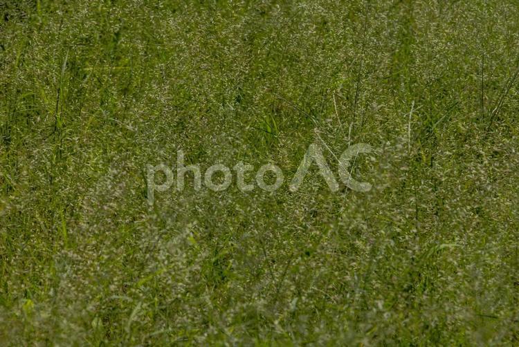 一面の緑の草 草,緑,グリーンの写真素材